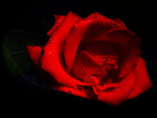 Image of rose